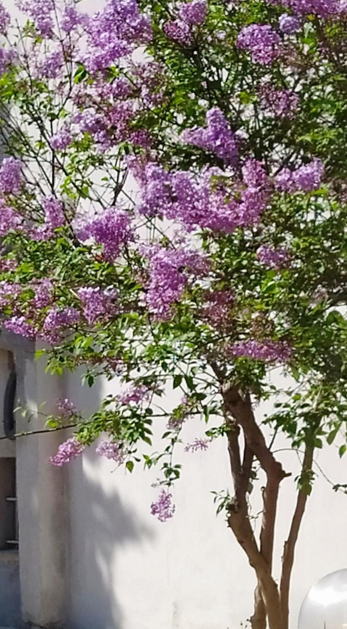 Villa View Διαμερισμα à Loukissia Extérieur photo